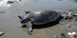 Limasol'da yaralı kaplumbağa tedavi edildi
