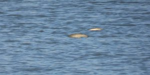 Kanlıköy Barajı’ndaki balıklar kurtarılacak