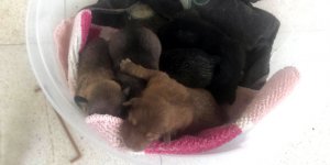 Acımasızca zehirlediler!