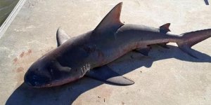 Tekneye atlayan köpek balığı korkuttu