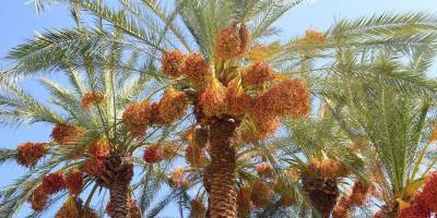 Hurma Fesitvali, Lefke Bandabuliyası’nda yapılacak