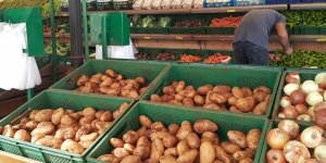 Patateste ürün azlığı, hastalık ve ithalat krizi