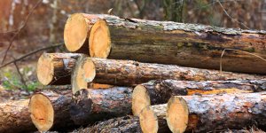 "Odun satışları denetlenmeli"