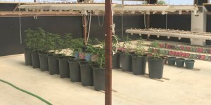 2 kişi hint keneviri yetiştirmekten tutuklandı