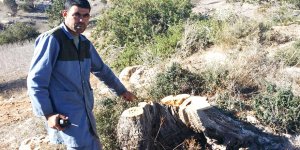 Ağaç kıyımı BAŞLADI