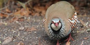 Av öncesi 120 bin keklik doğaya bırakıldı