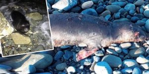 Akdeniz foku, sahile vurdu