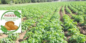 'Patates fiyatları düşecek'