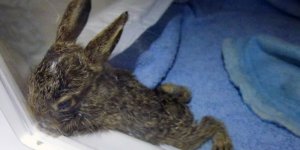 Annesi av oldu, yavrusu kurtarıldı