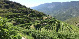 Trodos’ta bir şarap diyarı