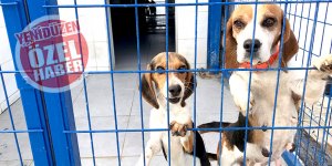 Mağusa’da ‘Barınak’ tartışması