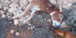 Hür eşeği acımadan vurdular!