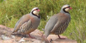 Doğa sadece bizim değil…