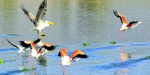Flamingo ve pelikanlar Haspolat'ta