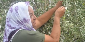 Anıt zeytin ağaçları arasında yürümek