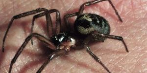 İngilterede örümcekler, okul kapattırdı