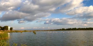 Neopolis sulak alanında yüzlerce kuş saptandı