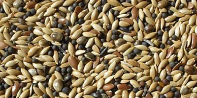 Karma yemde limit üstü aflatoksin çıktı