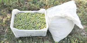 Zeytinyağı ithaline de ön izin