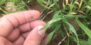 Ekinlerde ‘mantar’ hastalığı