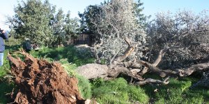 Yenierenköy’de hortum korkuttu