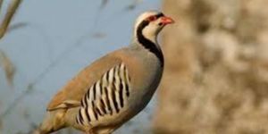  Büyük “av” tartışmalara rağmen…