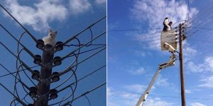 SEVİMLİ KEDİ KURTARILDI