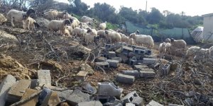 Üretim alanlarındaki zararlar tespit ediliyor