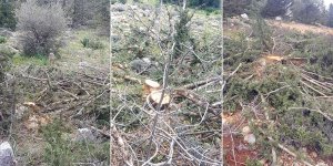 Bufavento’da ağaç katliamı
