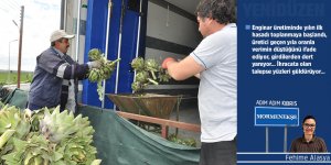 Enginarda yılın ilk hasadı