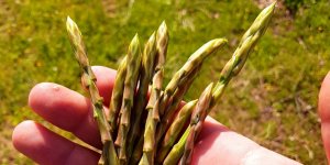 Yabani otlar konusunda uyarı