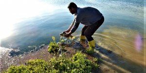 8 bin balık doğaya geri döndürüldü