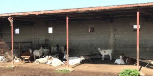 ‘Kaçak et çok daha fazla’