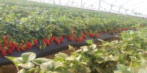 ‘Ticareti kayıt altına alma’ hamlesi