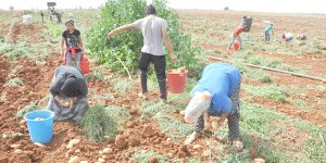 Yeşil Hat Ticareti’nde patateste % 74 gerileme