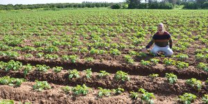 “Bu yıl üretim fazla”