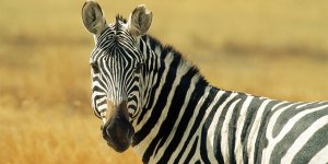 Çizgilerin sırrı çözüldü