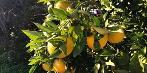 Narenciyede sorun maliyet