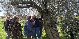 “Budama, verimi artırmak için gerekli”