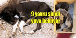 Bu ne acımasızlık?