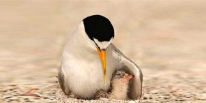 Millet olmanın ölçüsü…