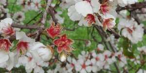 KIBRIS’IN YERLİ ÇEŞİTLERİ BELİRLENİYOR