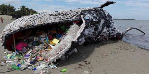 Ölü balinanın karnından 40 kilo plastik çıktı