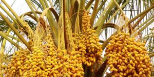 Hurma Festivali bugün başlıyor