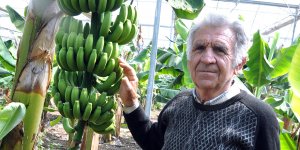 Yeşilırmak'ta her mevsim muz üretecek