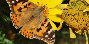 Kıbrıs’ın renkli misafirleri