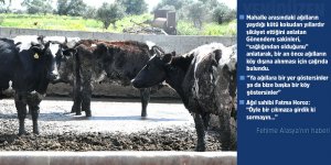 “Ya ağıllara bir yer göstersinler ya da bize başka bir köy göstersinler”