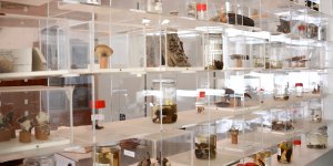 Kıbrıs'ta mevcut 7 bin örnek sergilenecek