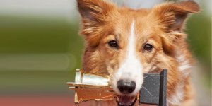 Köpekler yarışacak