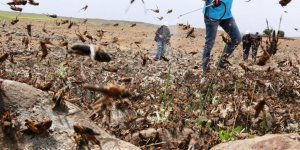 ÇEKİRGE İSTİLASI